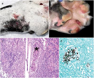 Successful Treatment of Cutaneous Curvularia geniculata, Nocardia niigatensis, and Viral Papillomatosis in a Dog During the Therapeutic Management of Immune-Mediated Hemolytic Anemia